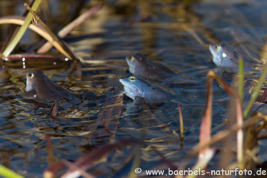 Moorfrosch