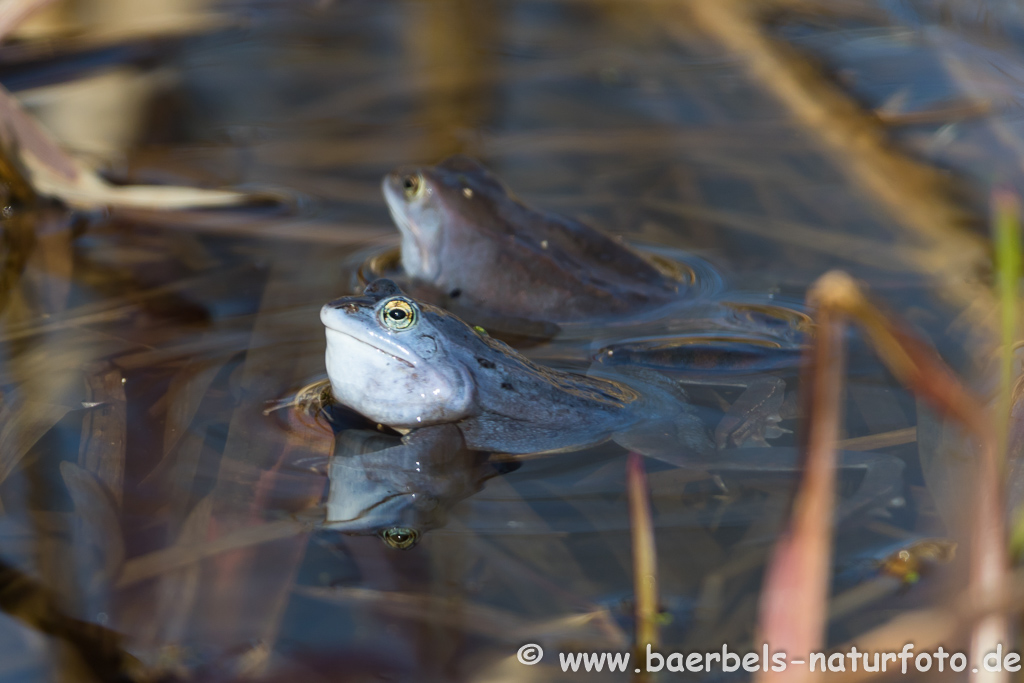 Moorfrosch