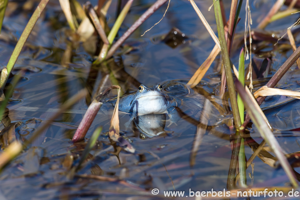 Moorfrosch