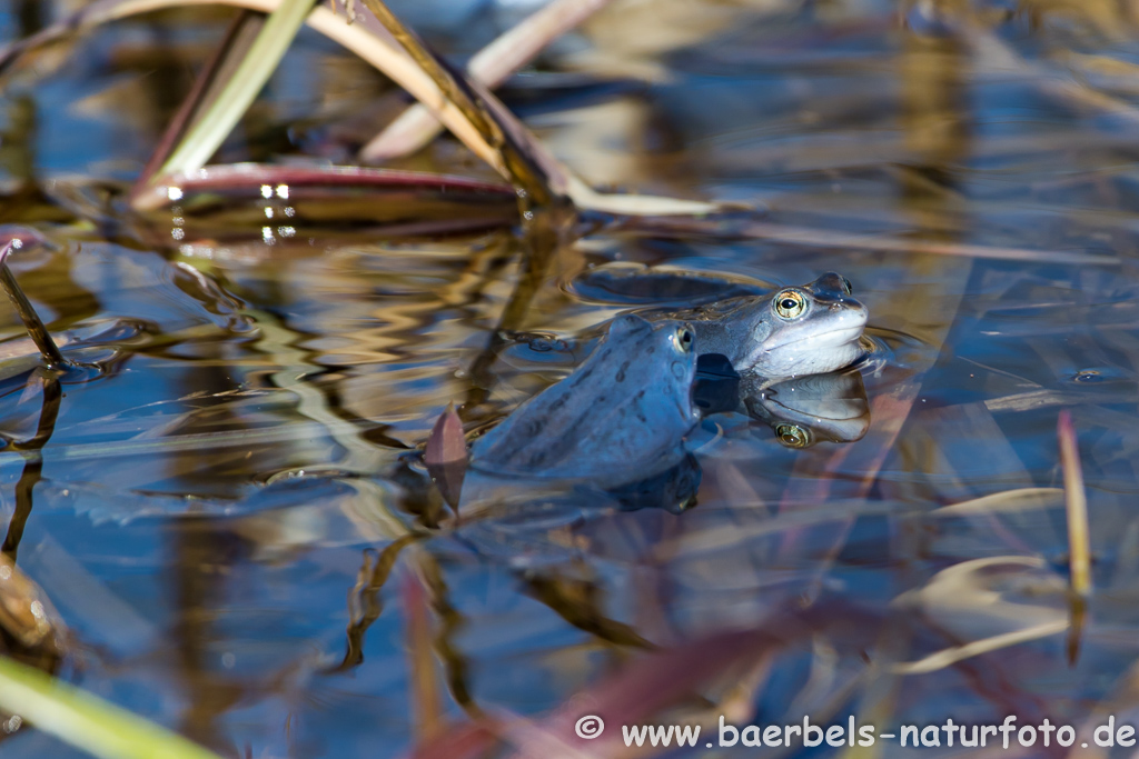 Moorfrosch