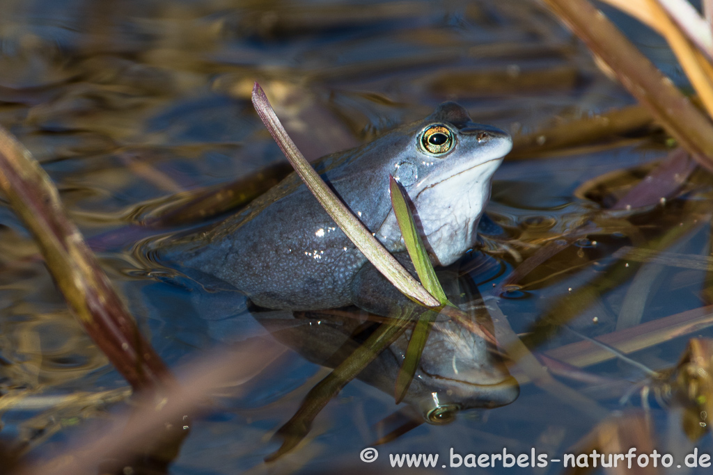 Moorfrosch