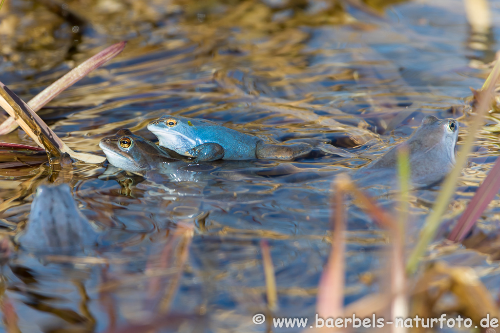 Moorfrosch