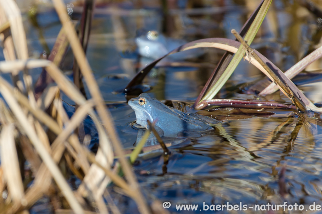 Moorfrosch