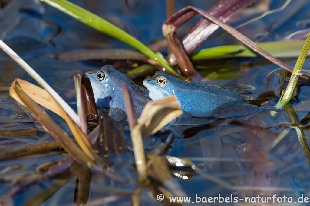 Moorfrosch