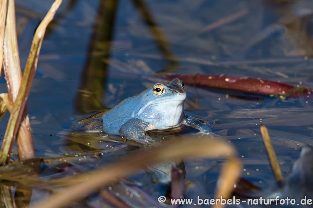 Moorfrosch