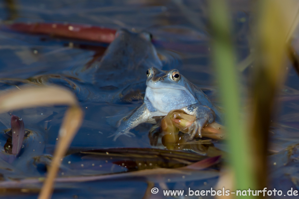 Moorfrosch