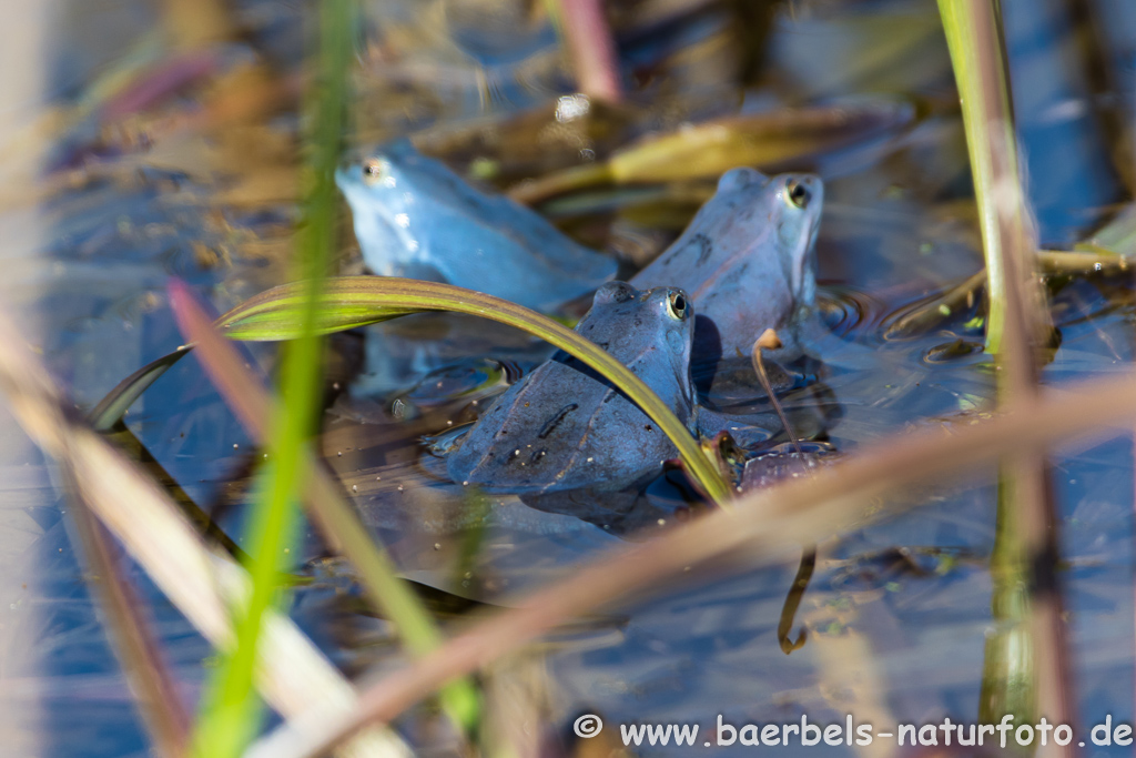 Moorfrosch