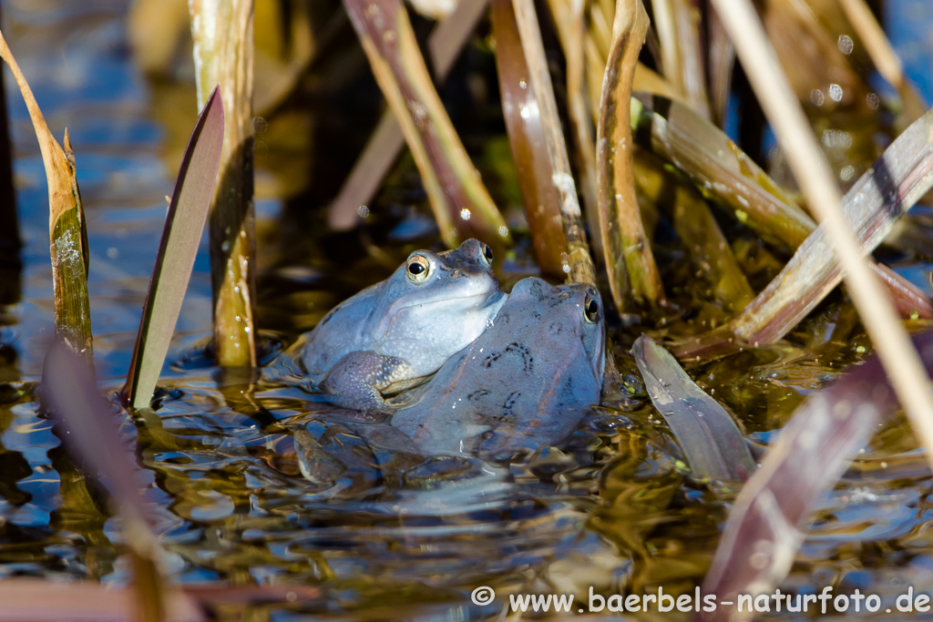 Moorfrosch