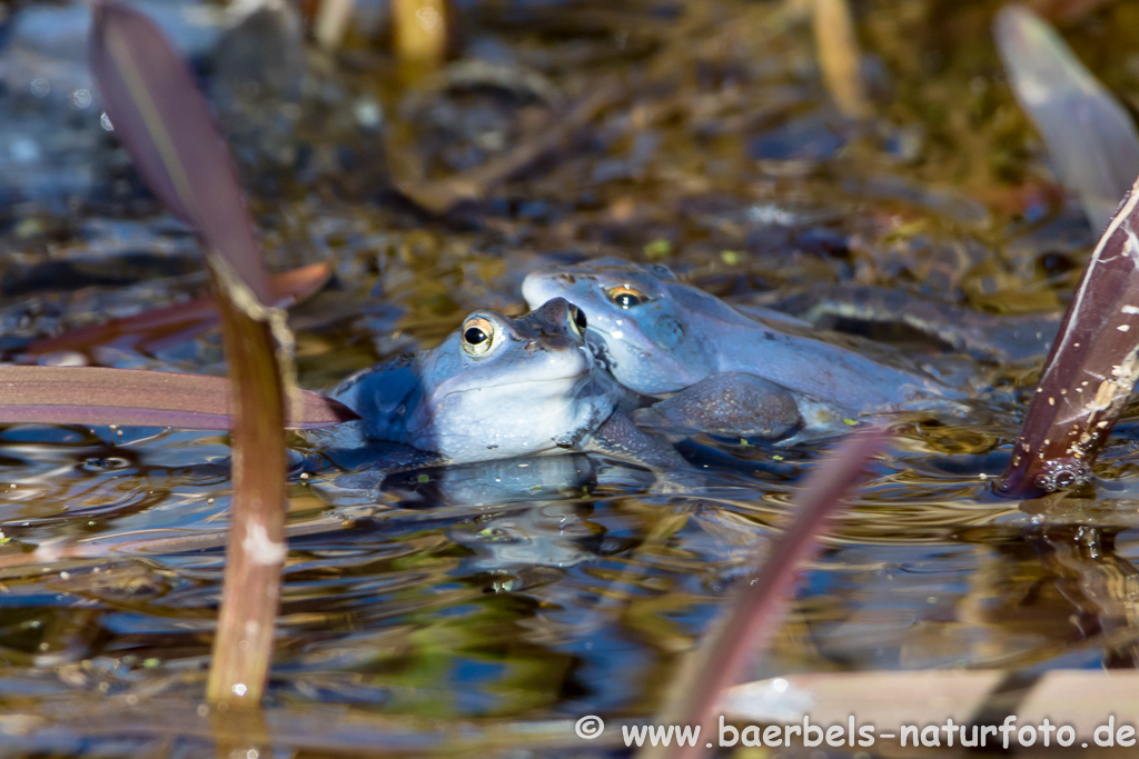 Moorfrosch