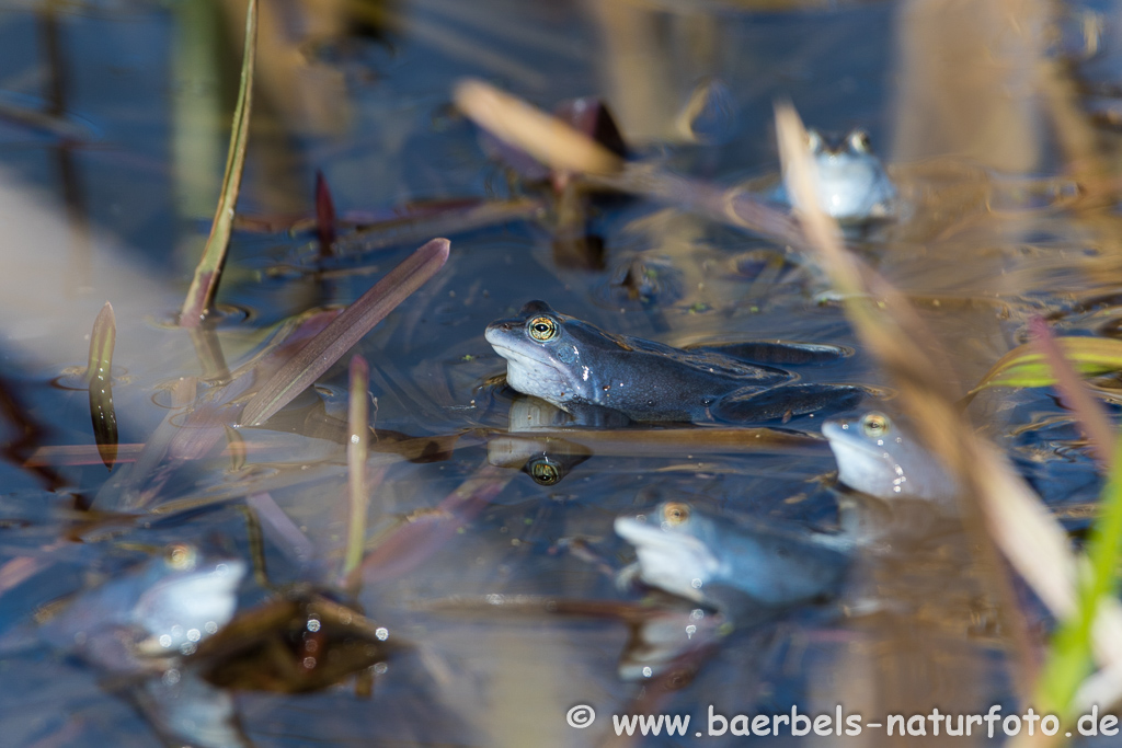 Moorfrosch