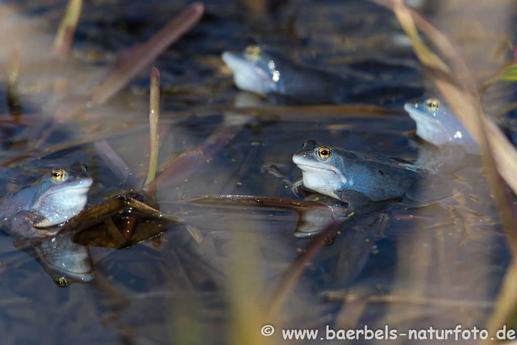 Moorfrosch