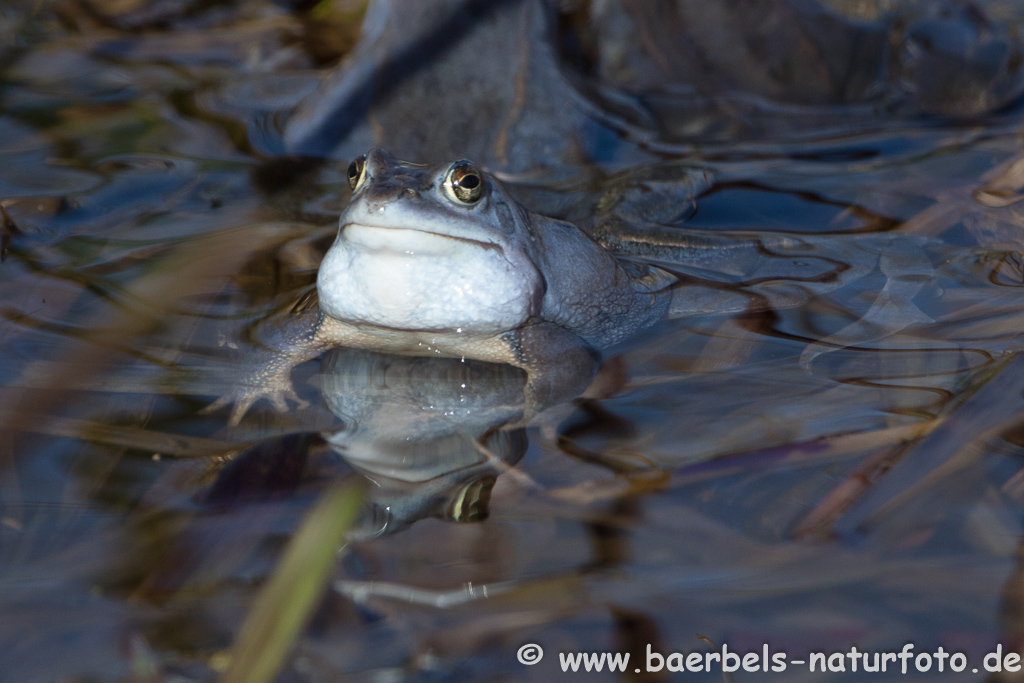 Moorfrosch