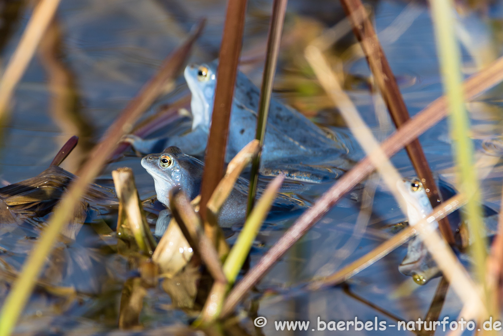 Moorfrosch