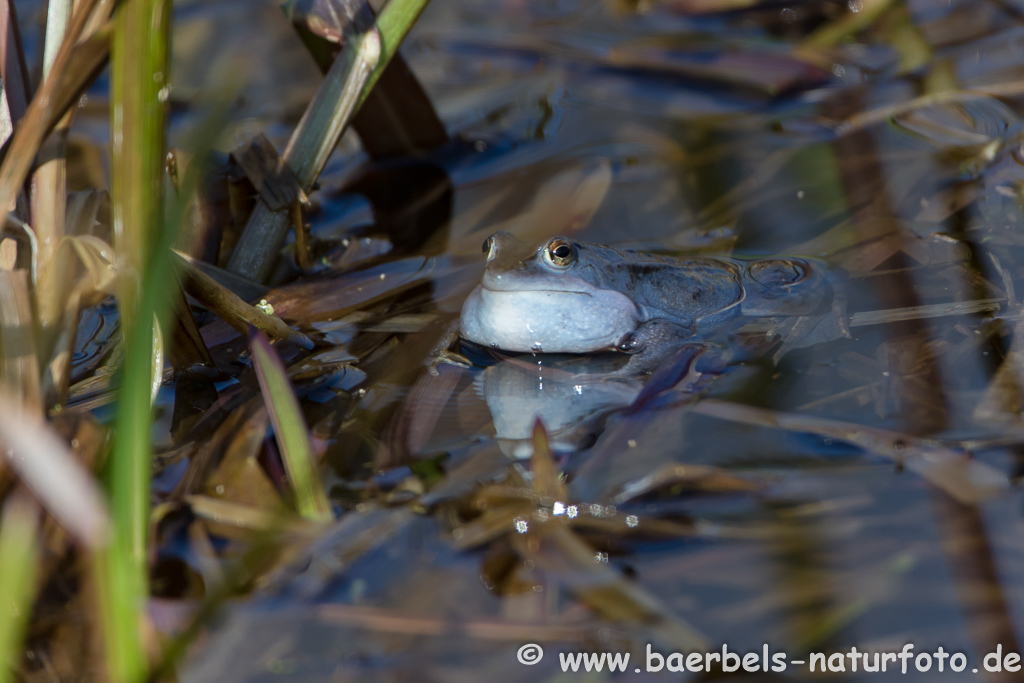 Moorfrosch