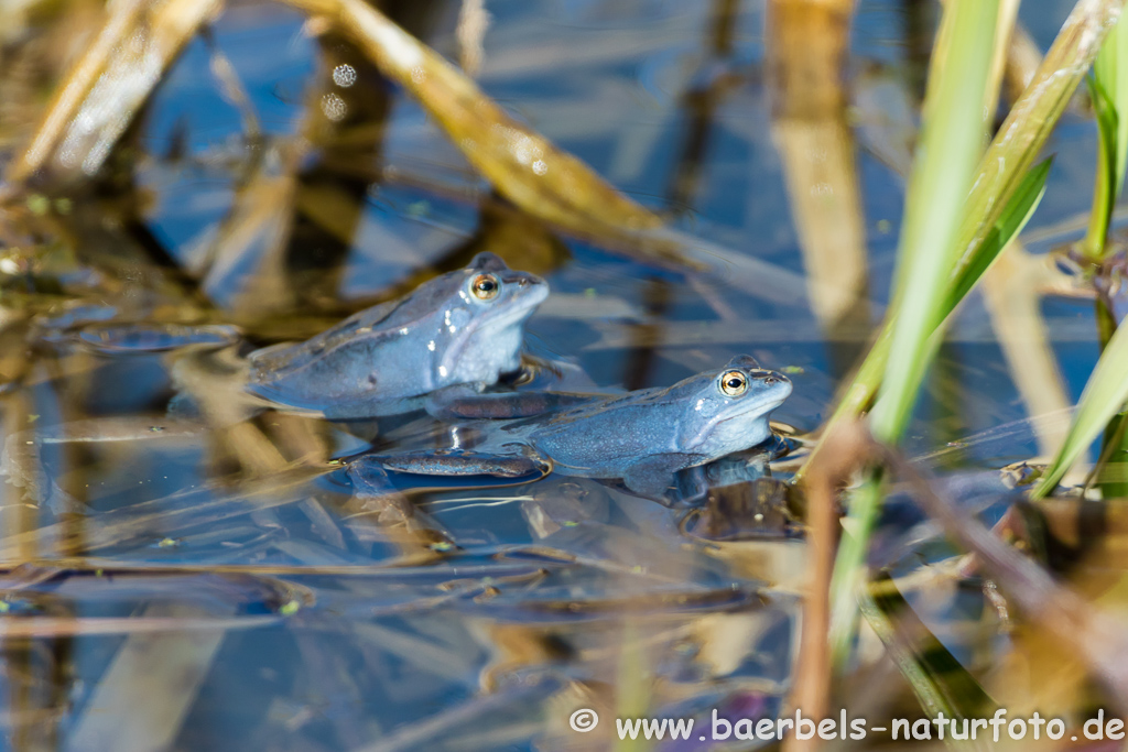 Moorfrosch