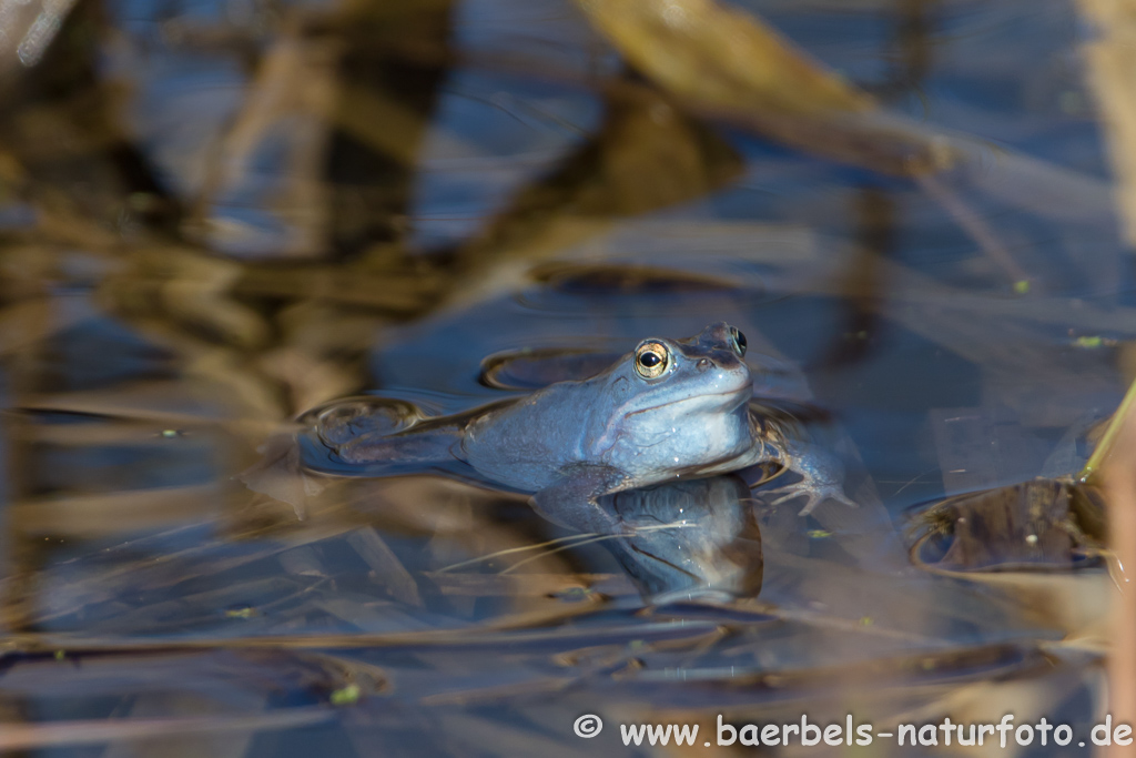 Moorfrosch