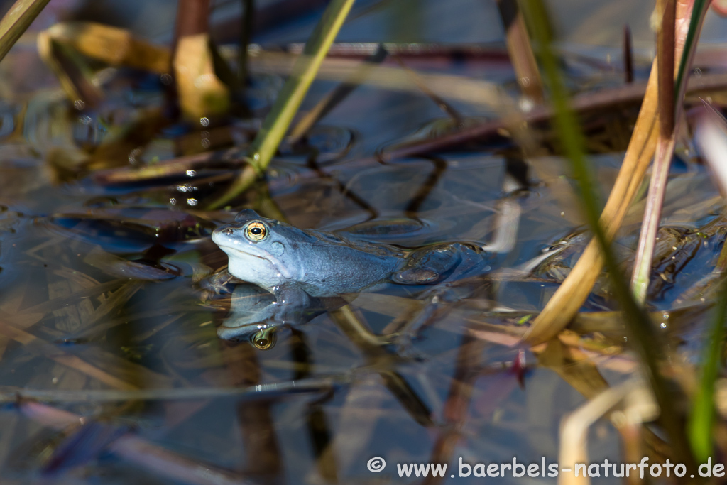 Moorfrosch