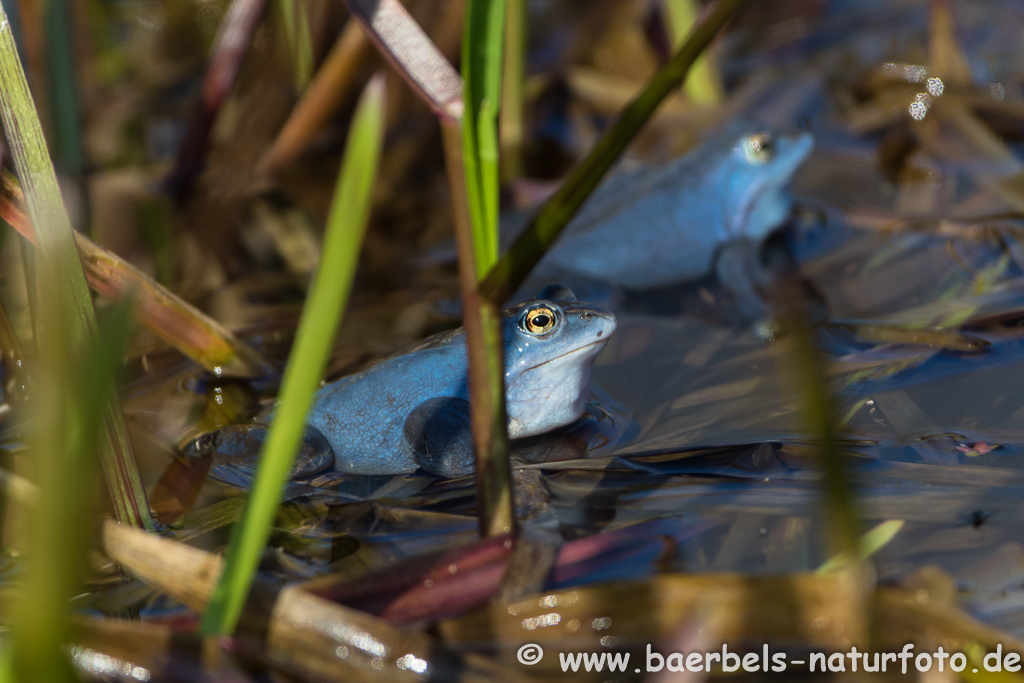 Moorfrosch