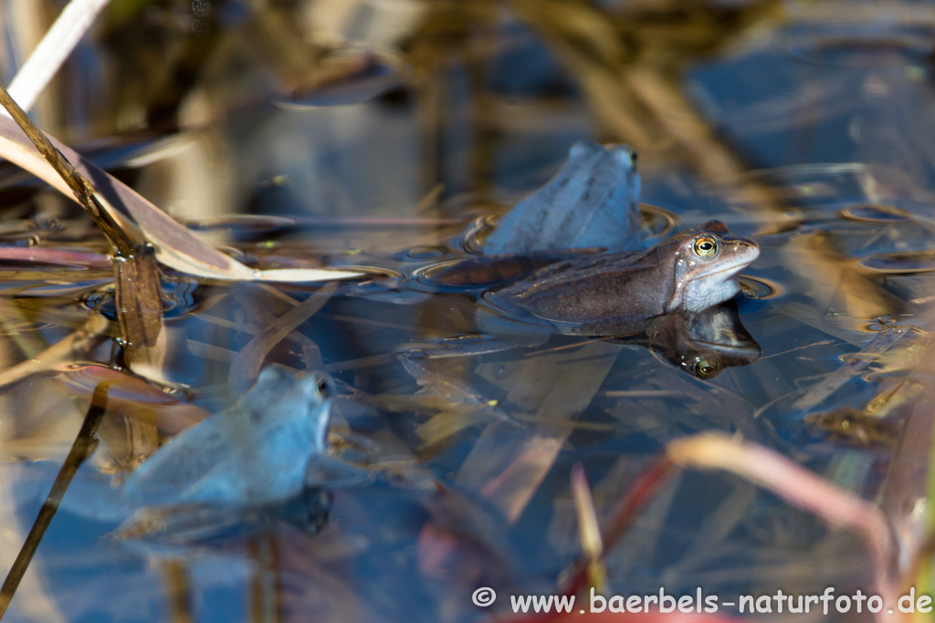 Moorfrosch