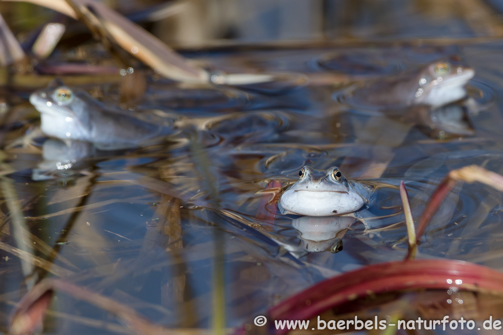 Moorfrosch