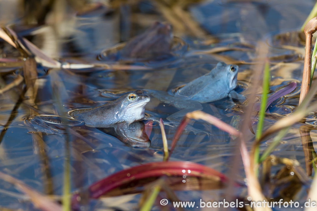 Moorfrosch