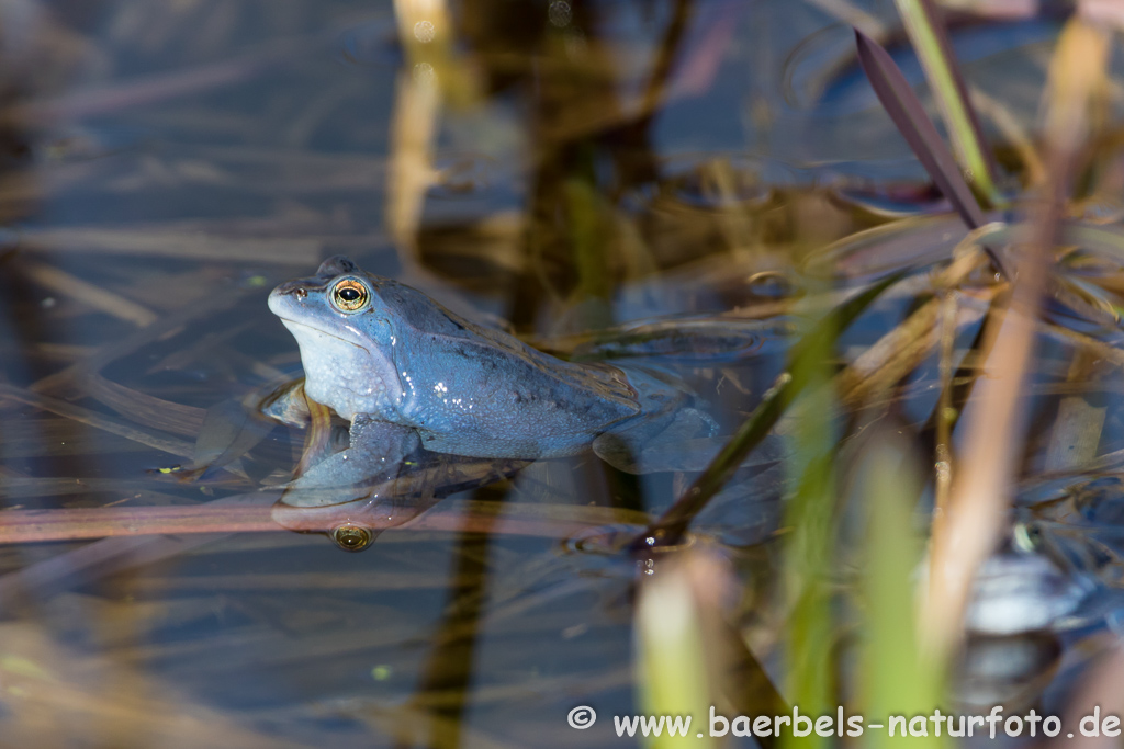 Moorfrosch