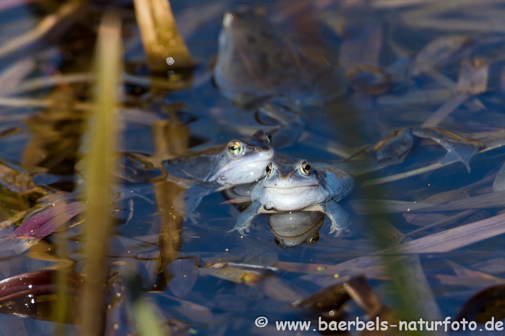 Moorfrosch