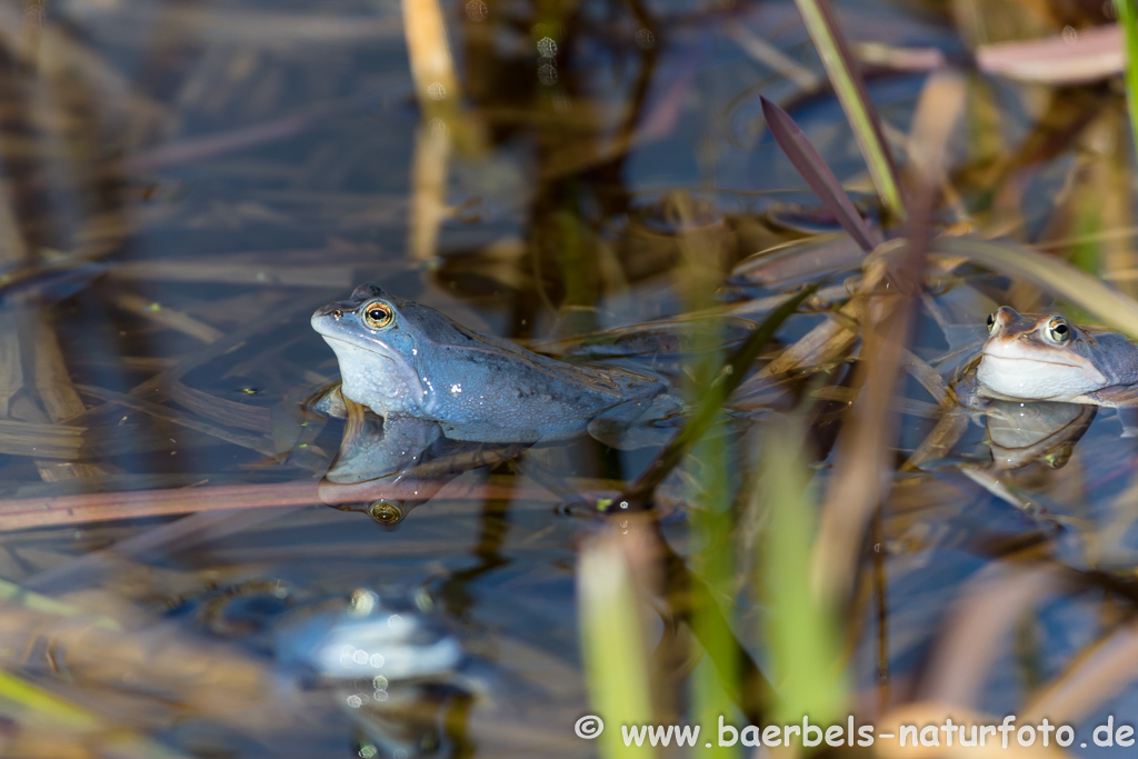 Moorfrosch