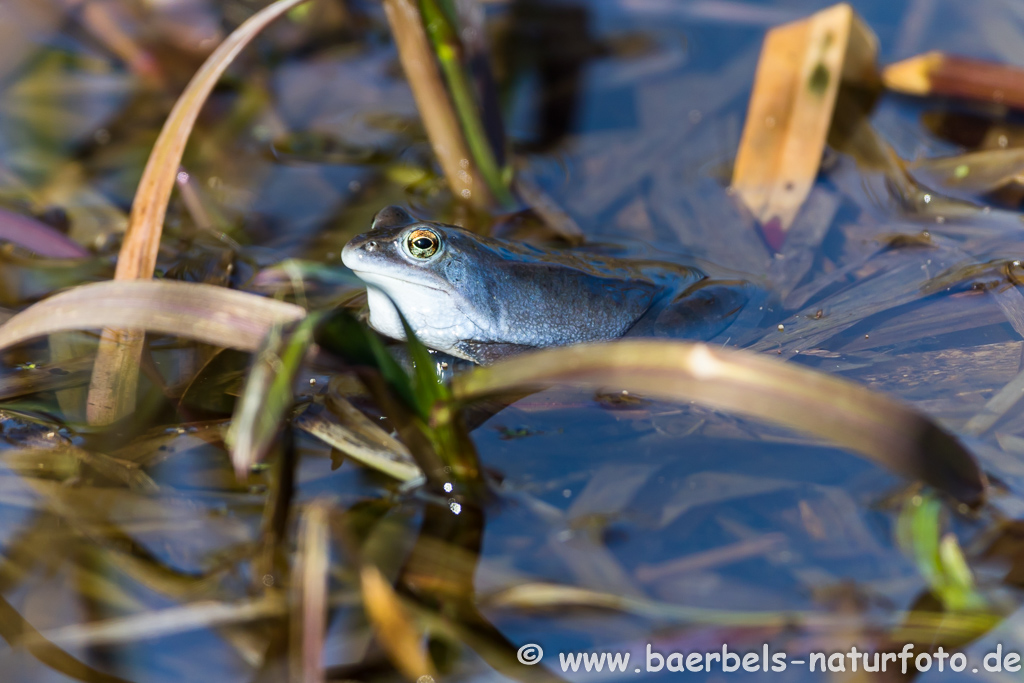 Moorfrosch