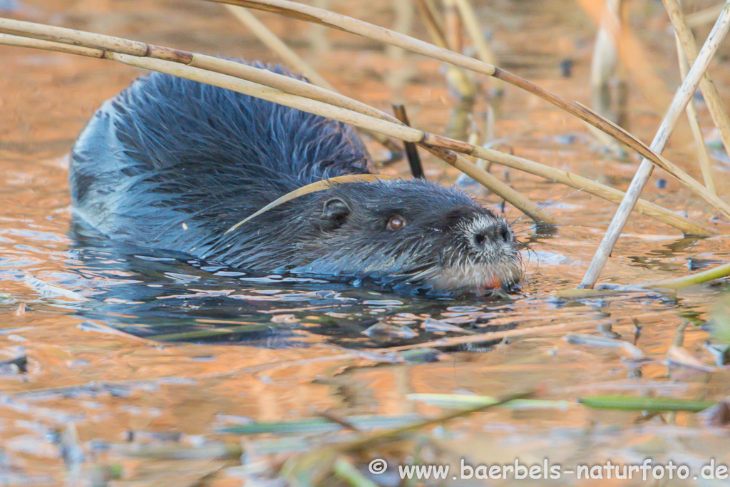 Nutria