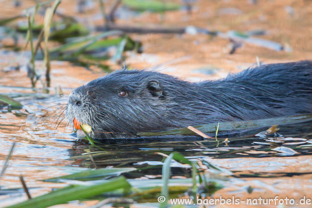 Nutria