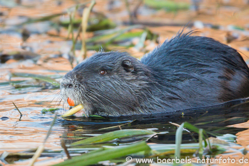 Nutria