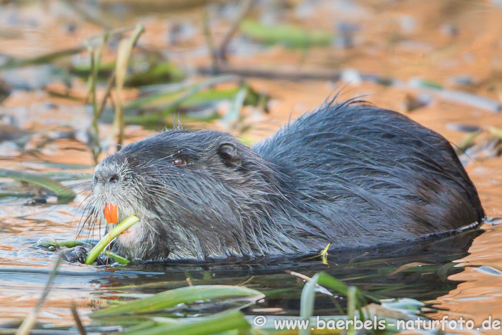 Nutria