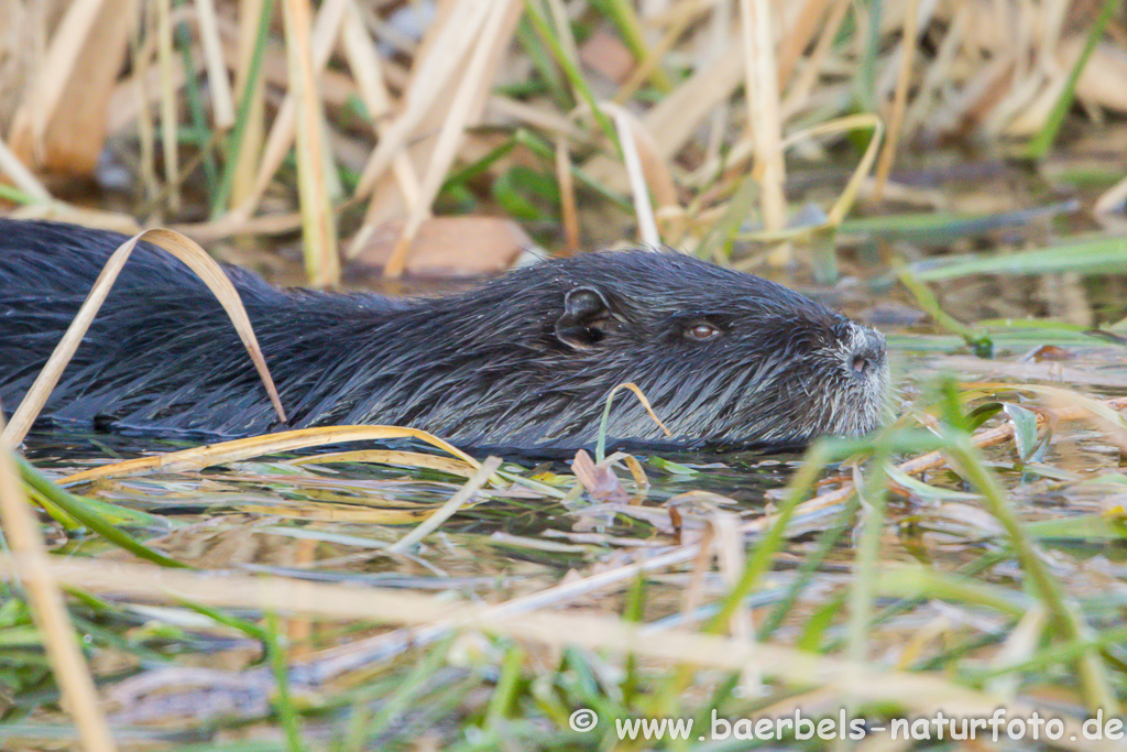 Nutria