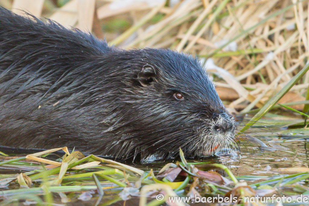 Nutria