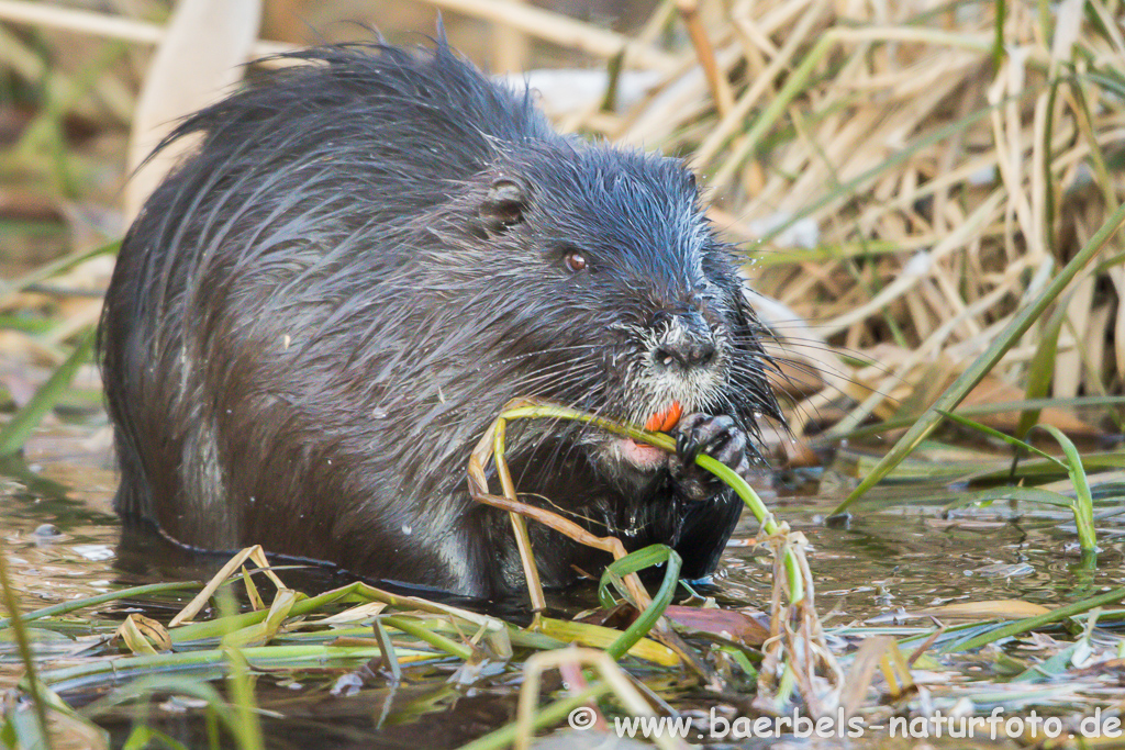 Nutria