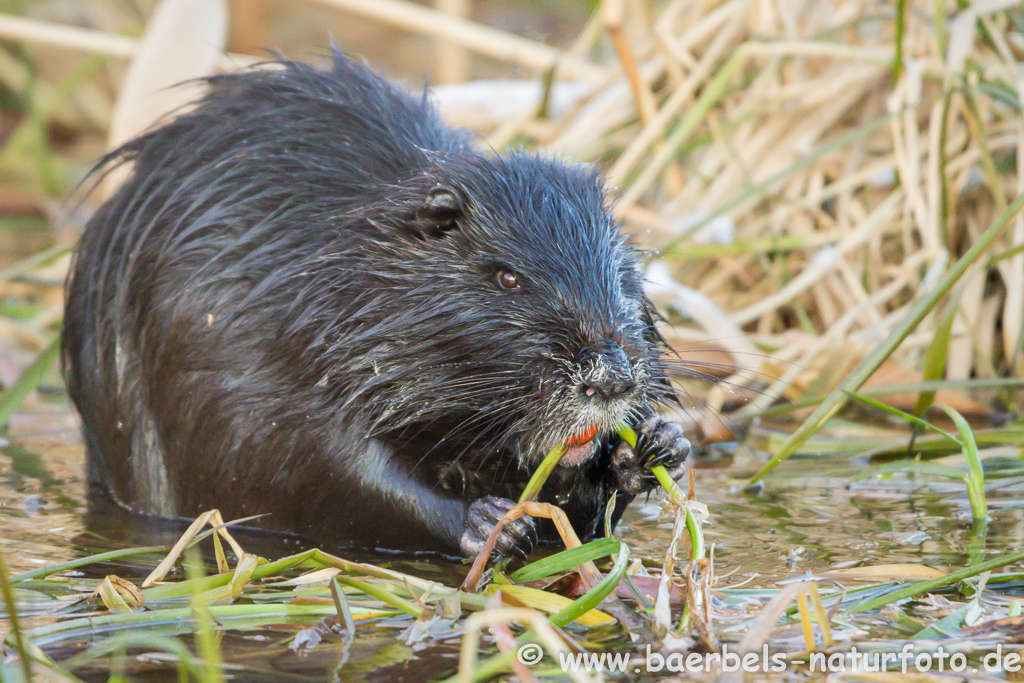 Nutria