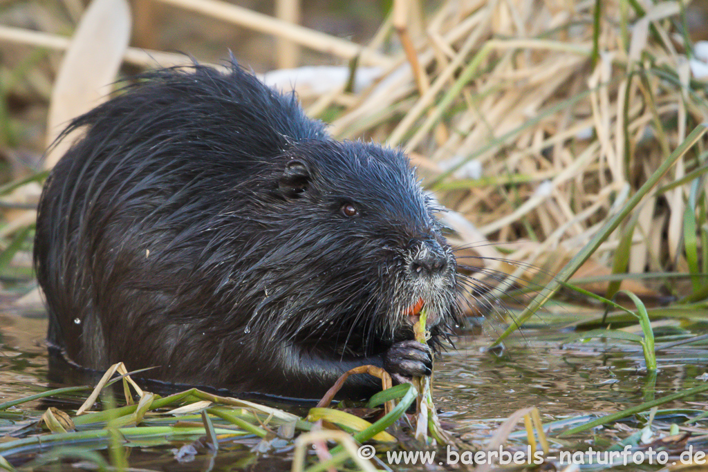 Nutria