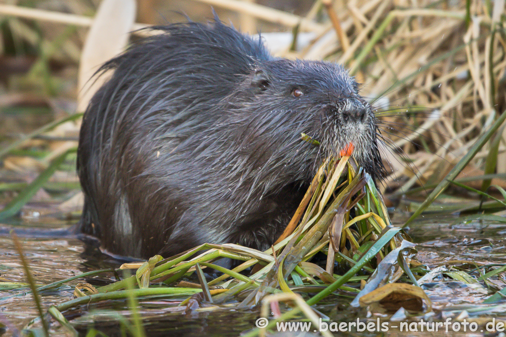 Nutria