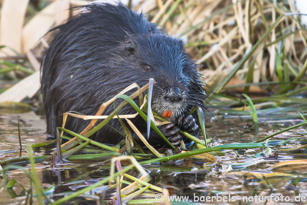 Nutria