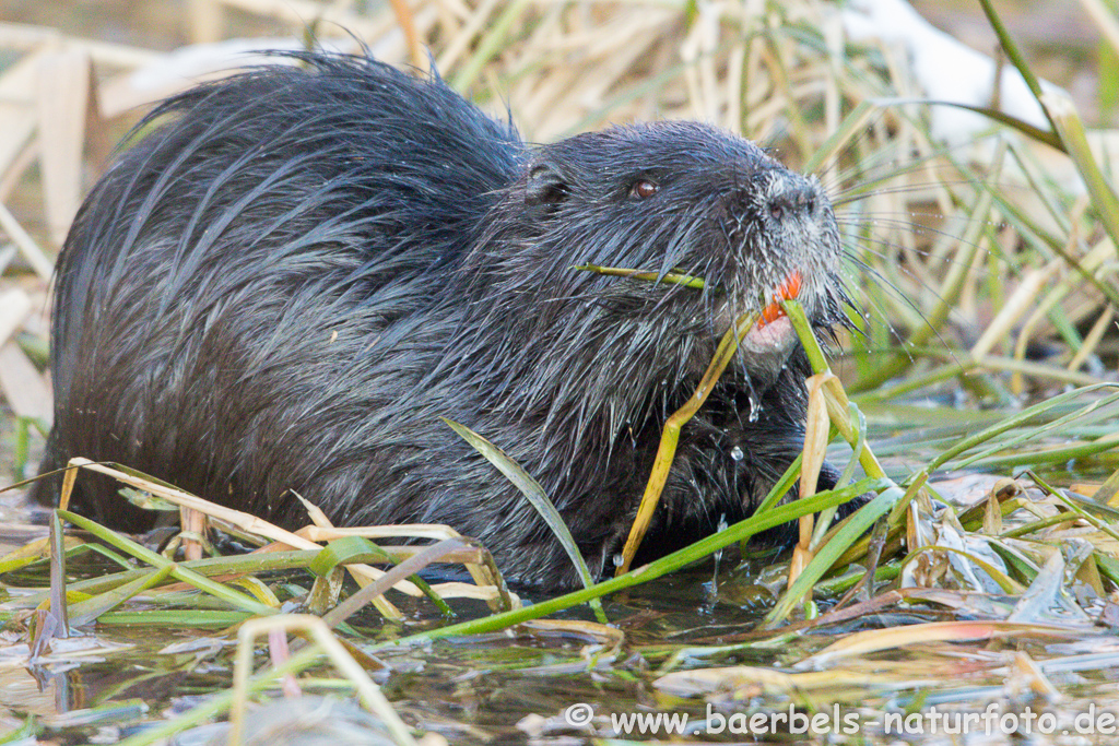 Nutria