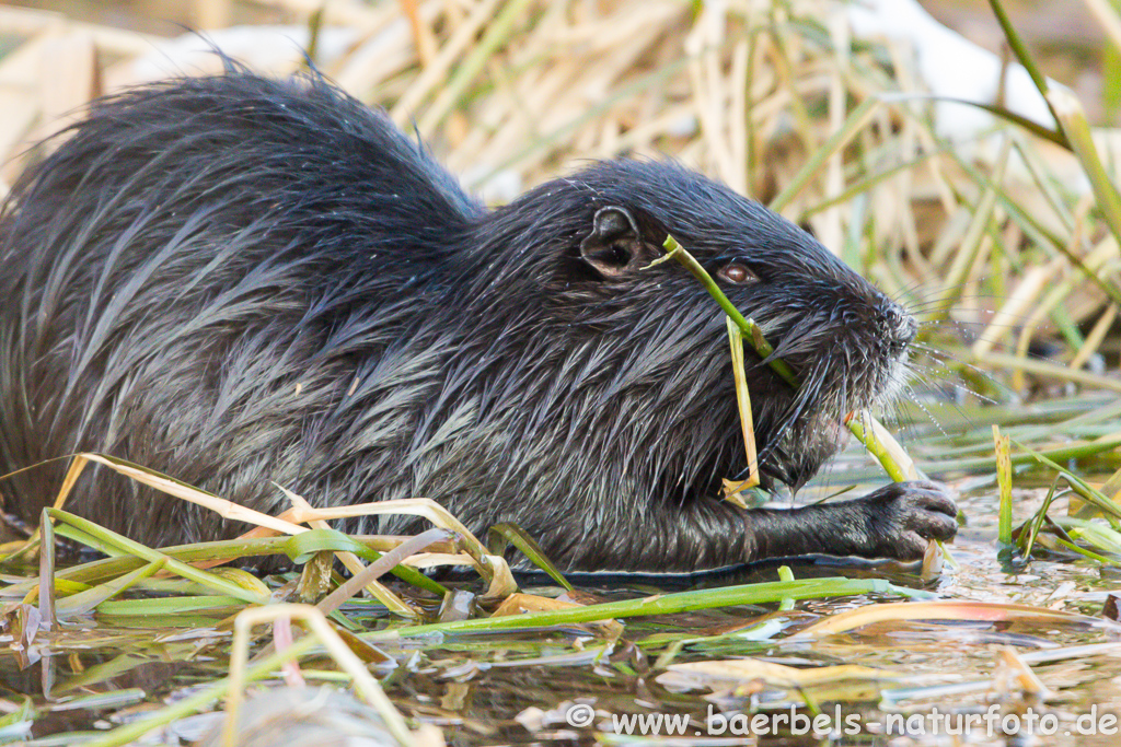 Nutria