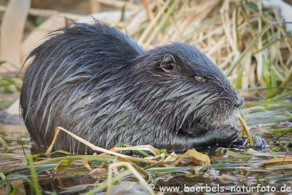 Nutria