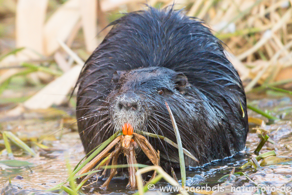 Nutria