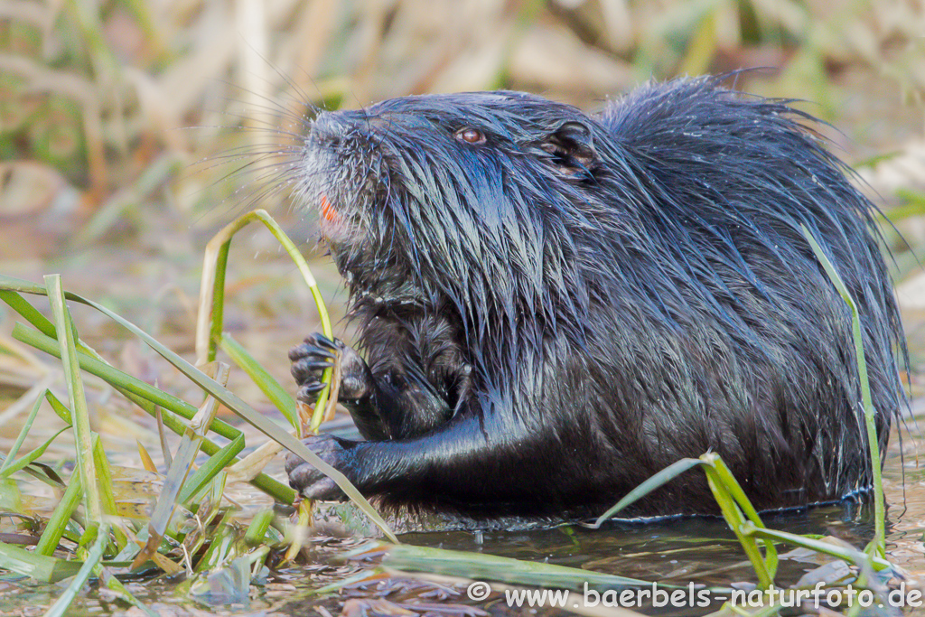 Nutria