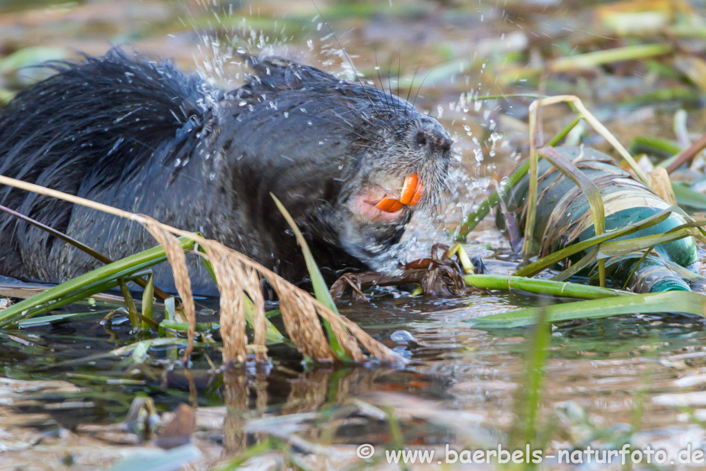 Nutria