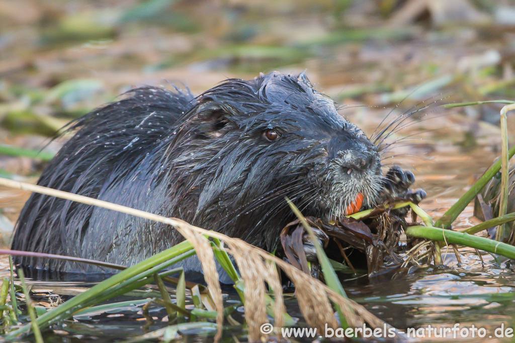 Nutria