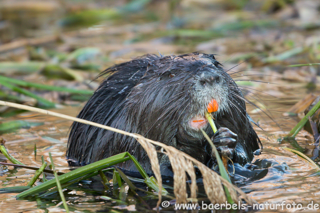 Nutria