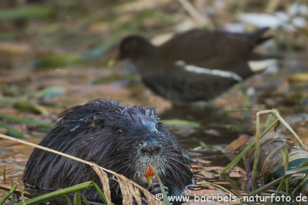 Nutria