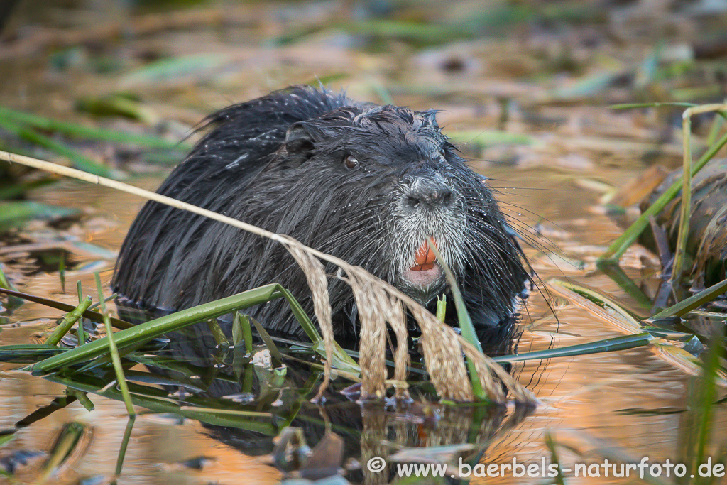 Nutria